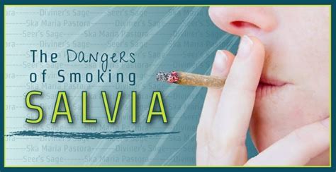 smoking salvia|Dangers of Smoking Salvia